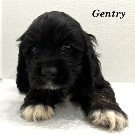puppy, for, sale, Cocker Spaniel, Joe & Cherri  Overlease, dog, breeder, Miller, MO, dog-breeder, puppy-for-sale, forsale, nearby, find, puppyfind, locator, puppylocator, aca